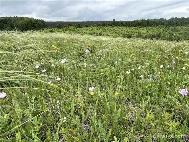 Начало чарующего сезона редкости цветения на Куликовом поле