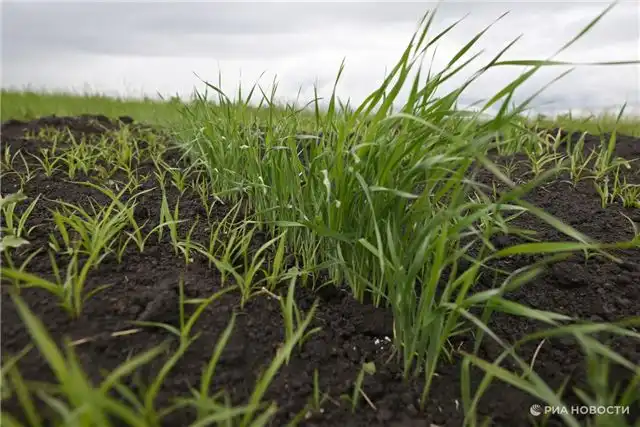 Уникальная всхожесть столетних зерен обнаружена на Куликовом поле от 60 до 70 процентов